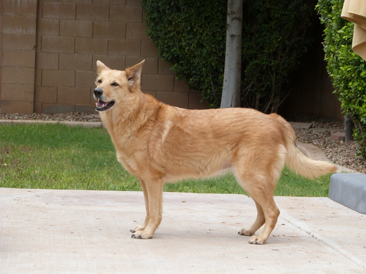 chinook dog